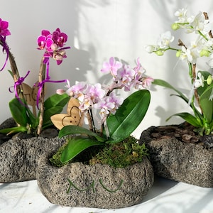 petite small phalaenopsis moth ORCHID in STONE PLANTER -bonsai art-zen garden-valentine's day-