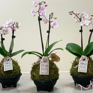 mini small petite small phalaenopsis moth baby PINK ORCHID KOKEDAMA 4-5 x 12 inch -black bowl included-bonsai art-zen garden-valentine's day