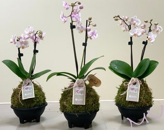 mini small petite small phalaenopsis moth baby PINK ORCHID KOKEDAMA 4-5 x 12 inch -black bowl included-bonsai art-zen garden-valentine's day