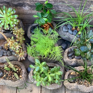 May include: A collection of ten small succulent plants in various types of gray stone planters. The plants are all green and healthy, and the planters are all unique in shape and size.