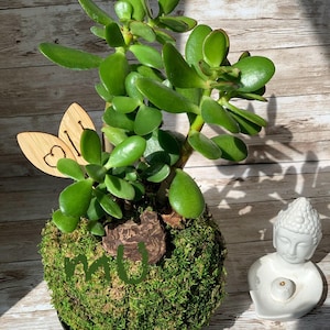 May include: A green jade plant in a moss-covered pot with a wooden heart-shaped ornament. A white ceramic Buddha incense holder is on the right side of the image.