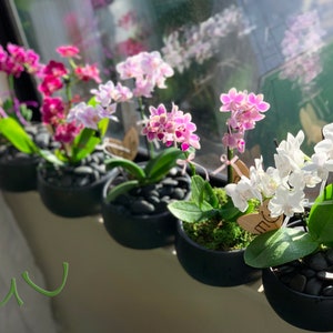 May include: Six potted orchid plants with different colored flowers. The orchids are in black pots with small black stones and moss. The plants are lined up on a windowsill.