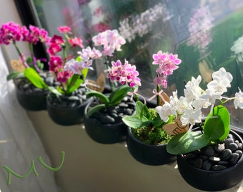 petite mini small phalaenopsis moth ORCHID in matte ceramic BLACK POT -bonsai art-zen garden art-mother's day