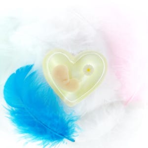 May include: A heart-shaped, pale green container holding a small, beige foetus figurine and a tiny white daisy. A vibrant blue feather and soft white, pink, and blue feathers surround the container, creating a delicate and serene composition.