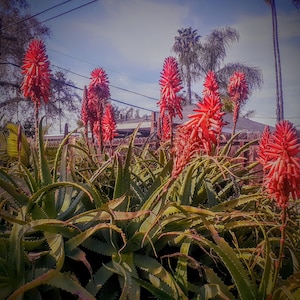Aloe Arborescens