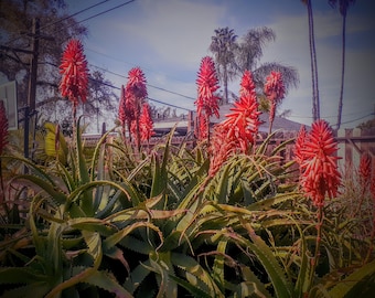 Aloe Arborescens