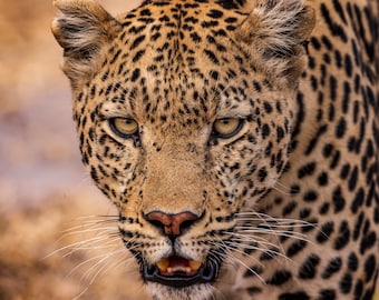 Leopard, Khwai 2023 - LIMITED EDITION Fine Art Print