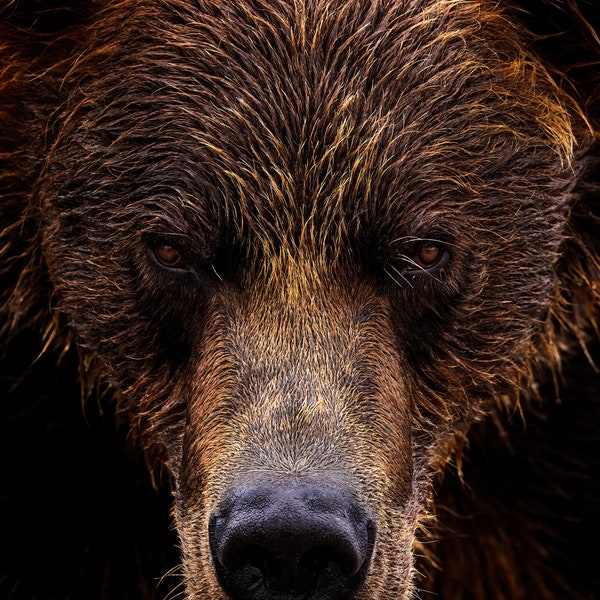 The Face of Katmai - LIMITED EDITION Fine Art Print