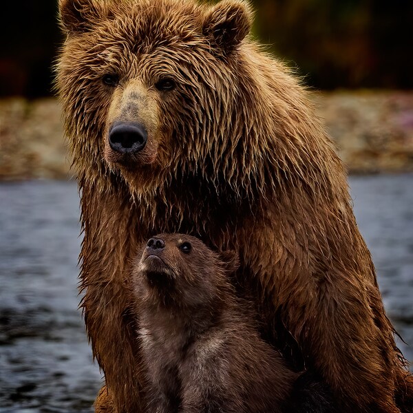 Grizzly Cub with Mother Katmai - LIMITED EDITION Fine Art Print