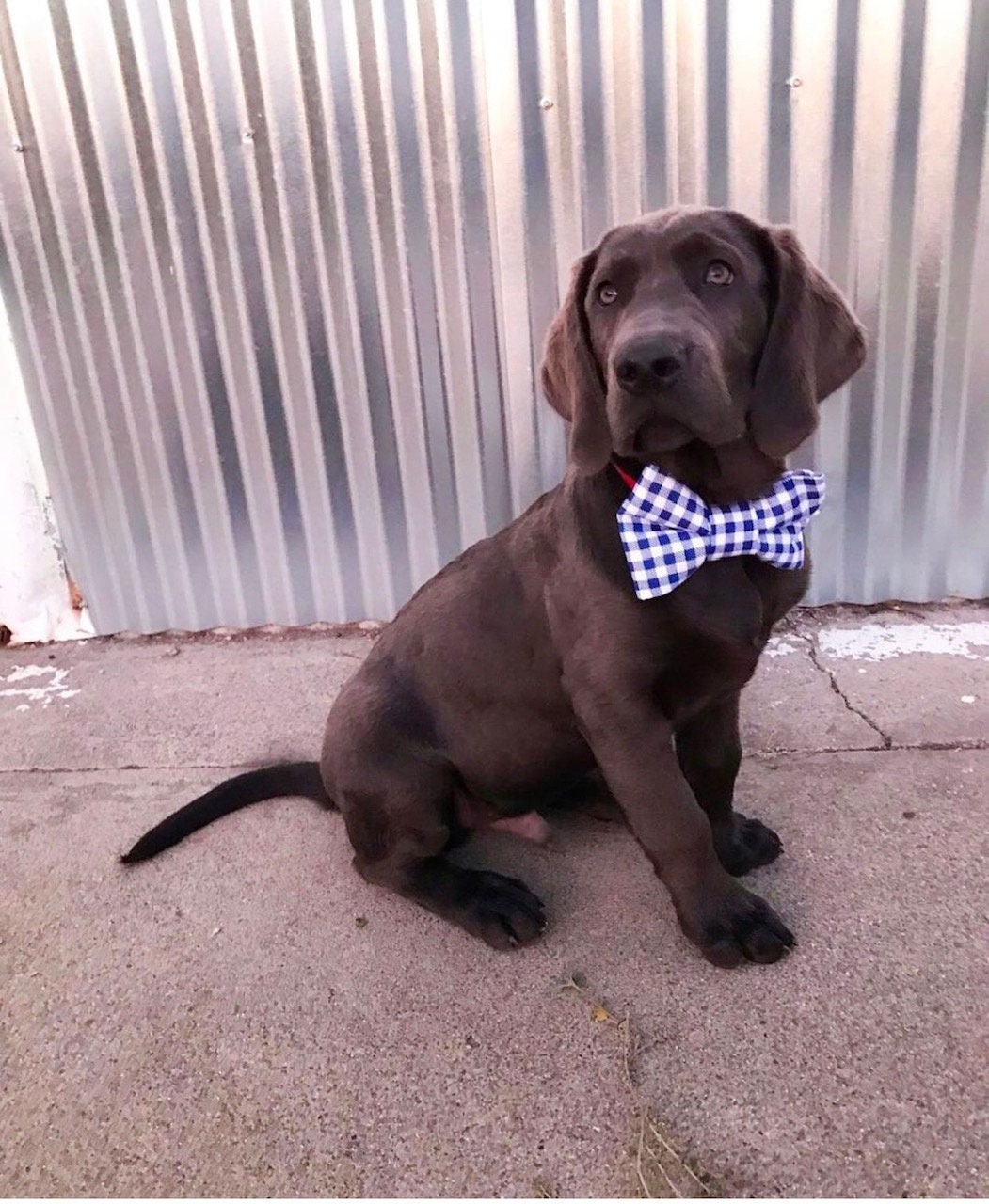 printable dog bow tie pattern