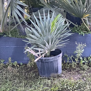 Copernicia falleansis