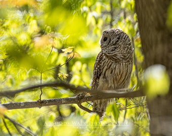 Wildlife Photography: Barred Owl in Spring, New Hampshire