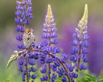 Sparrow in Purple Lupines, Sugar Hill, NH