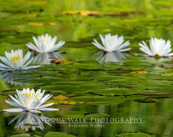 Lilies in a Line