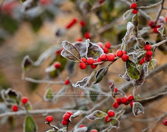 First Frost on the Winterberry Holly, Squam Lake, New Hampshire