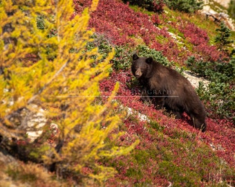 Black Bear in the Fall Blueberries