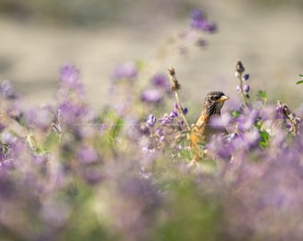 Robin in Dwarf Lupines, Wild Photography, Canada