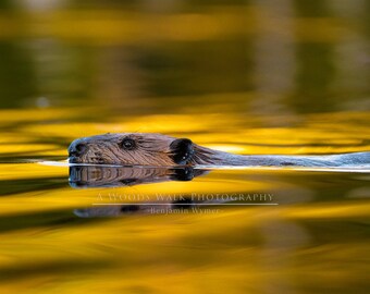 Beaver on Golden Pond, Squam Lake, New Hampshire