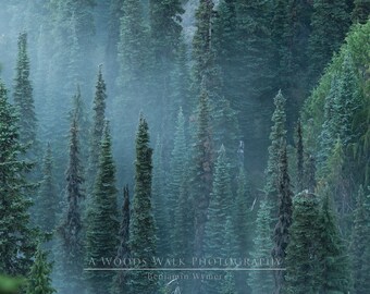 Misty Mountain Firs, Washington