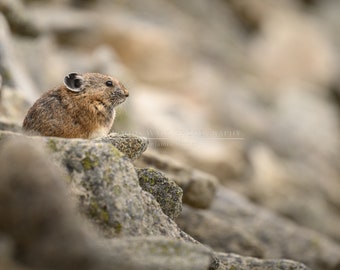 Pika at its Post, Mt Rainier, Washington