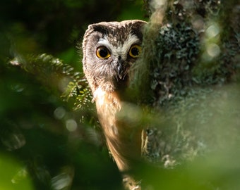 Saw whet owl in a Tree, New Hampshire