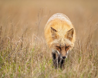 Red Fox, Washington