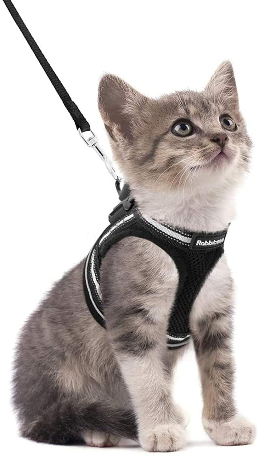 medium cat harness