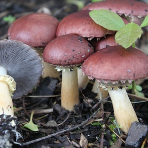 May include: A cluster of mushrooms with reddish-brown caps and cream-colored stems. One mushroom is turned to show the underside of the cap, revealing gray gills. The mushrooms are surrounded by dark soil and a few green leaves.