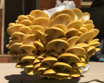 Golden Oyster Mushroom Liquid Culture Syringe kit