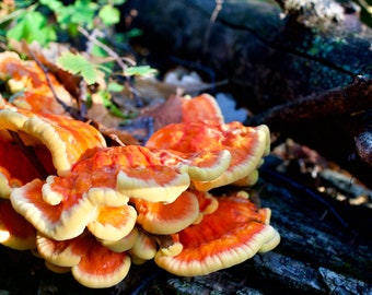 May include: A cluster of vibrant orange and yellow shelf mushrooms growing on a weathered tree trunk. The mushrooms have a layered, fan-like appearance with a smooth texture. The image is a close-up, highlighting the natural colors and details.