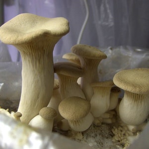 King Oyster Mushroom Liquid Culture Syringe kit