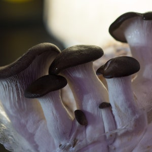 Black Pearl King Oyster Mushroom Liquid Culture Syringe kit
