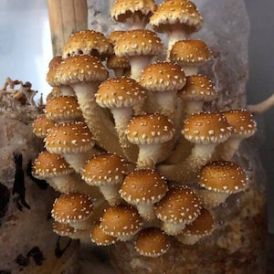 Chestnut Mushroom Liquid Culture Syringe kit