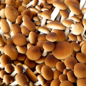 Velvet Pioppino Mushroom Liquid Culture Syringe kit