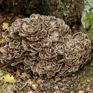 Hen of the Woods (Maitake) Mushroom Liquid Culture Syringe kit