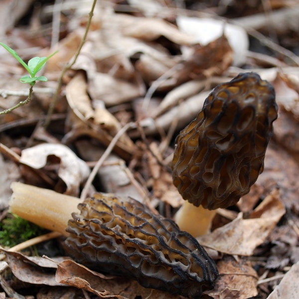 Morel Mushrooms Etsy