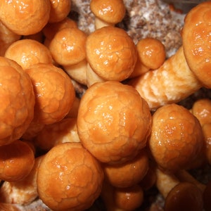 Nameko Mushroom Liquid Culture Syringe kit