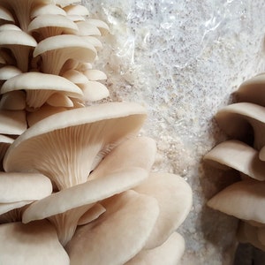 Pearl Oyster Mushroom Liquid Culture Syringe kit
