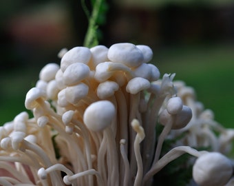 White Enoki Mushroom Liquid Culture Syringe kit