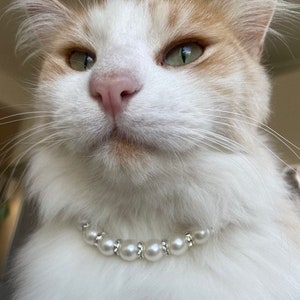 Etsy kitten collar sales