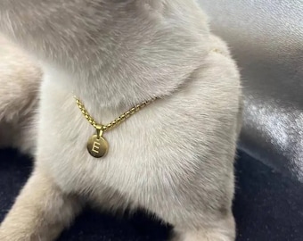 May include: A gold-colored necklace with a small, round pendant featuring the letter "E" is worn by a light-colored cat. The necklace has a delicate chain and the pendant is centered on the cat's chest.