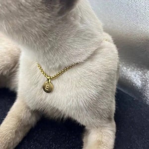 May include: A gold-coloured necklace with a small, round pendant bearing the letter "E" is worn by a pale cat. The necklace has a fine chain, and the pendant is positioned on the cat's chest.