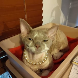 Collar para mascotas con perlas de imitación, collar para perros y gatos con diamantes de imitación, accesorio para animales imagen 3