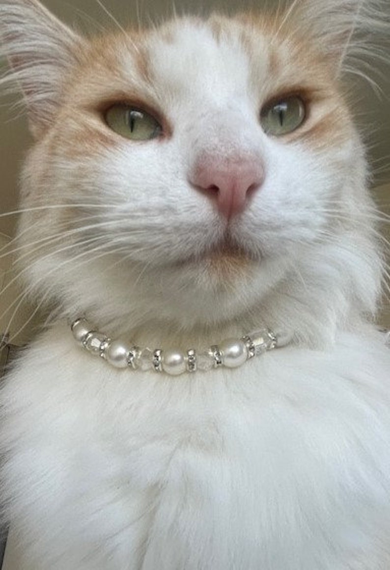 Cat wearing our pearl necklace with silver finishes, silver rings are adorned with cubic zirconia for an elegant luxury feel and acrylic beads add an extra tone. Pet lover necklace collar, pet photo prop. Pet Accessory.