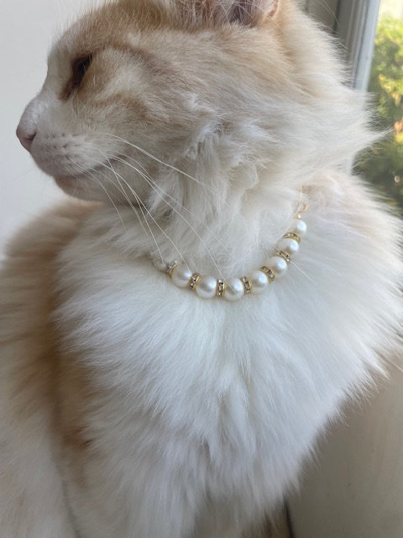 Cat wearing our pearl necklace with gold finishes, gold rings are adorned with cubic zirconia for an elegant luxury feel. Pet lover necklace collar, pet photo prop. Pet Accessory.