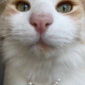 Cat wearing our pearl necklace with gold finishes, gold rings are adorned with cubic zirconia for an elegant luxury feel. Pet lover necklace collar, pet photo prop. Pet Accessory.