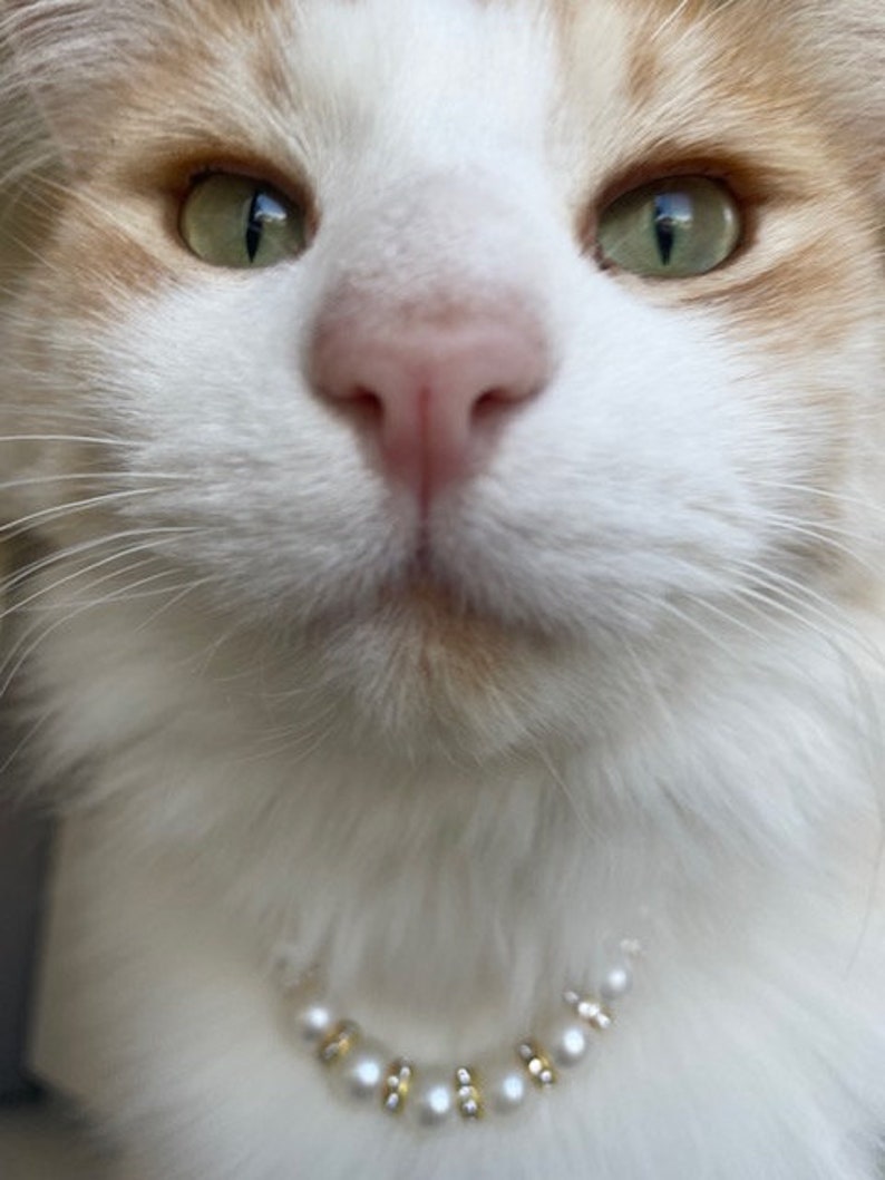 Cat wearing our pearl necklace with gold finishes, gold rings are adorned with cubic zirconia for an elegant luxury feel. Pet lover necklace collar, pet photo prop. Pet Accessory.
