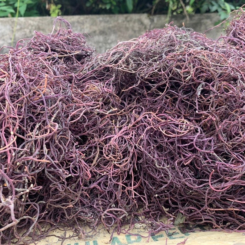 Real Dr. Sebi SEA MOSS Pure Organic Wildcrafted Superfood Allergies