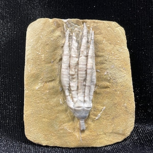 Nearly Alive Fossil Crinoid, Crawfordsville, IN