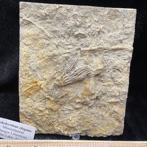 Just Special Fossil Crinoid: Aphelecrinus elegans, Cedar Lake, AL